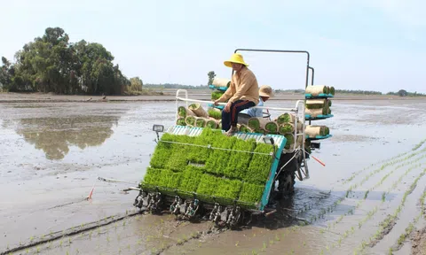 Chi phí vật tư tăng cao, nông dân khó khăn trong sản xuất vụ Đông Xuân