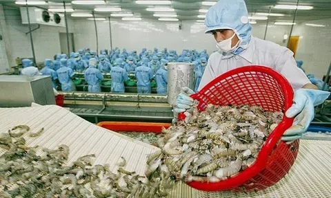 Triển vọng tươi sáng cho ngành công nghiệp tôm của Thái Lan