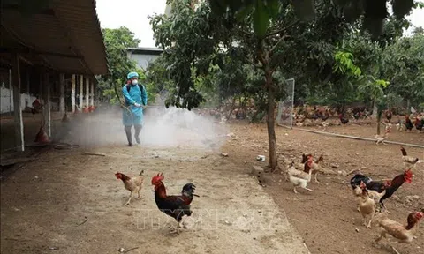 Quảng Trị khẩn trương dập ổ dịch cúm A/H5N8 trên đàn gia cầm