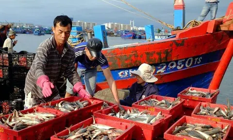 Khánh Hòa quản lý chặt sản lượng đánh bắt, truy xuất nguồn gốc thủy sản