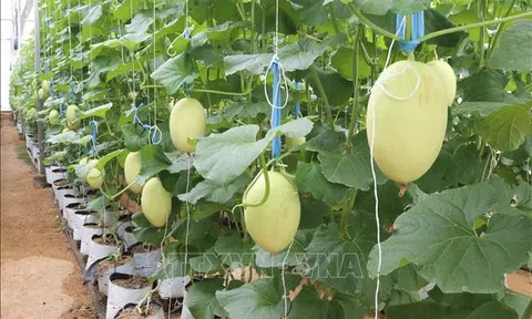 Đưa nông nghiệp công nghệ cao thành mũi nhọn phát triển kinh tế