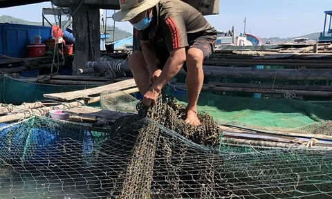 Nuôi trồng thủy sản ở Quảng Ngãi gặp khó sau dịch