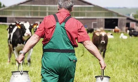 Người nuôi bò Nhật Bản có thể sẽ phải đổ sữa vì nguồn cung dư thừa