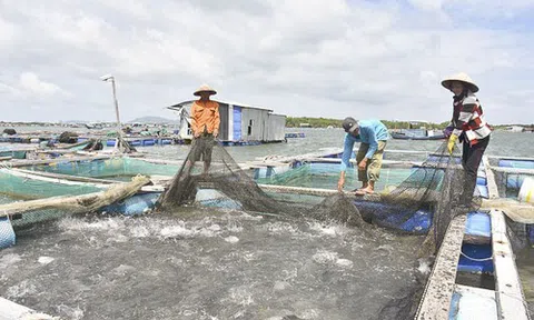 Nông dân phấn khởi khi giá thủy sản tăng cao