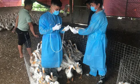 Kiểm soát chặt dịch bệnh trên đàn vật nuôi