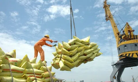 Thu hồi giấy phép doanh nghiệp không xuất khẩu gạo