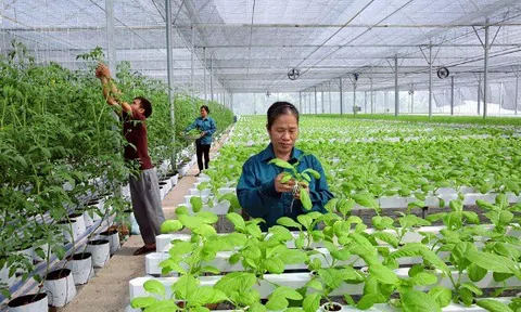 Hà Nội hỗ trợ gần 50 tỷ đồng cho nông nghiệp công nghệ cao
