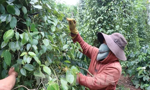Phát triển sản xuất hồ tiêu bền vững trong giai đoạn mới