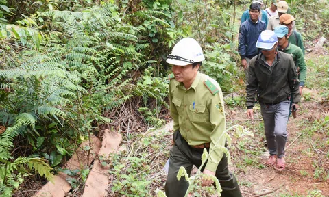 Kon Tum: Tăng thu nhập từ nhận khoán quản lý, bảo vệ rừng