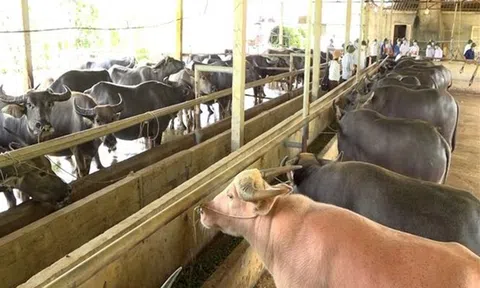 Yên Bái: Phát triển chăn nuôi theo hướng hàng hóa tập trung