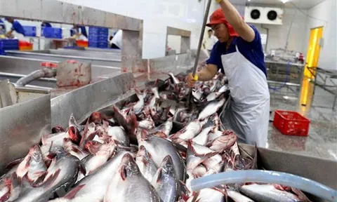 Xuất khẩu cá tra giữ vững mục tiêu