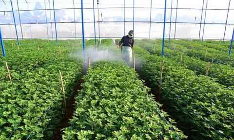 Quảng Ngãi: Nông dân kỳ vọng tăng thu từ mùa vụ Tết