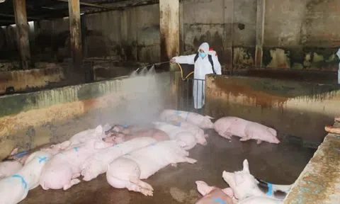 Nhiều địa phương của Thanh Hóa đã khống chế được dịch tả lợn châu Phi