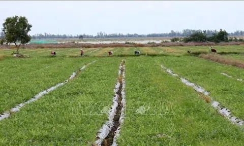 Kiên Giang: Chuyển đổi trên 32.800 ha đất lúa kém hiệu quả sang cây trồng có giá trị