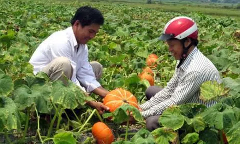 Nhân rộng hợp tác xã kiểu mới gắn với chuỗi giá trị nông sản