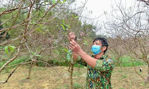 Vựa đào phai nổi tiếng xứ Thanh “thay áo mới” đón Tết