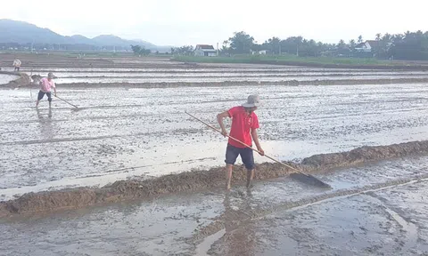 Phú Yên khẩn trương gieo sạ vụ Đông Xuân sau lũ