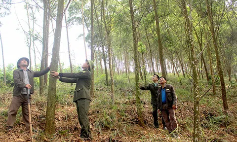 Đắc Lắc: Gắn quyền lợi, trách nhiệm của người dân trong việc giữ rừng