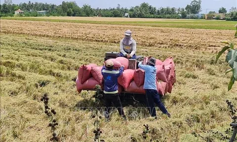 Liên kết theo chuỗi giá trị thay đổi tư duy sản xuất của nông dân