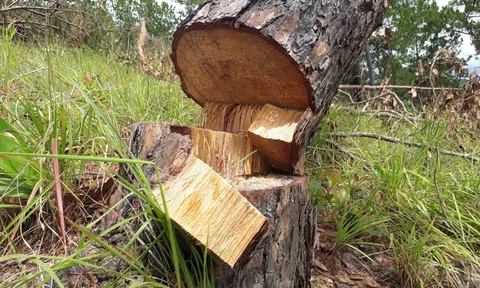 Lâm Đồng vẫn diễn ra tình trạng lấn chiếm đất rừng