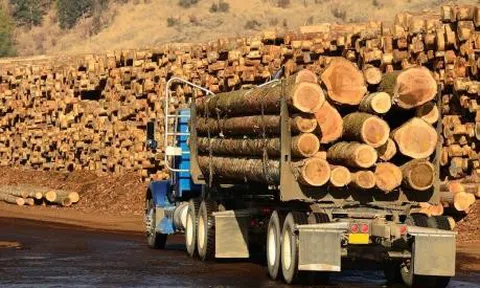 Diễn biến mới của "cuộc chiến" gỗ xẻ mềm giữa Canada và Mỹ