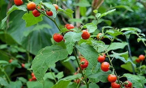 Cây dược liệu cà gai leo - hướng phát triển kinh tế mới ở "xã 135"