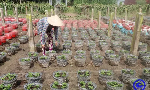 Tiền Giang: Nông dân tập trung sản xuất hoa kiểng phục vụ Tết