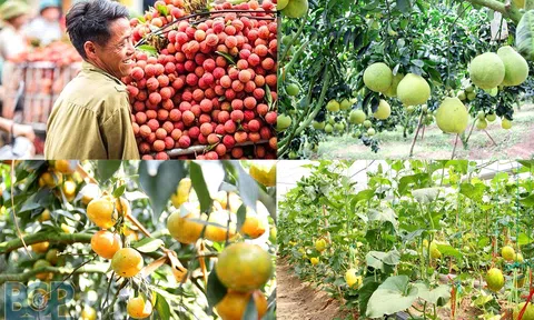 "Chìa khóa" đưa nông sản Phú Thọ vươn tới thị trường nước ngoài