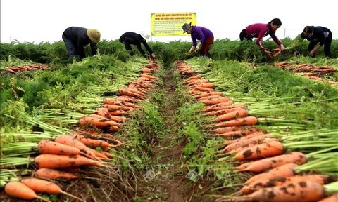 Bắc Ninh: Cà rốt được mùa, được giá giúp nông dân tăng thu nhập