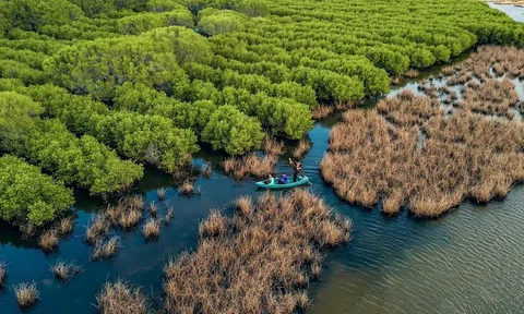 Kiên Giang: Liên kết bảo vệ, phát triển rừng ứng phó với biến đổi khí hậu