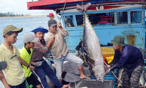 Thành lập Hợp tác xã Cá ngừ công nghệ cao Phú Yên