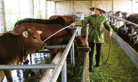 Tháo gỡ "nút thắt" trong chăn nuôi đại gia súc ở Cao Bằng