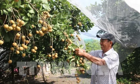 Tiền Giang: Đổi mới và thích ứng để ngành hàng trái cây phát triển bền vững