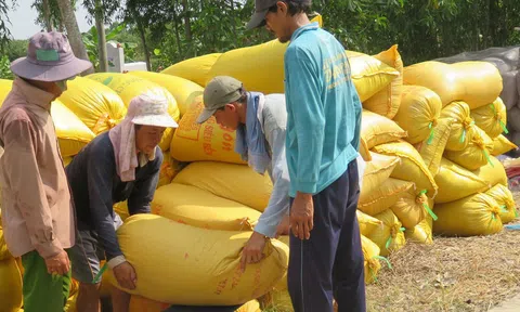 Thị trường nông sản tuần qua: Giá lúa giảm nhẹ