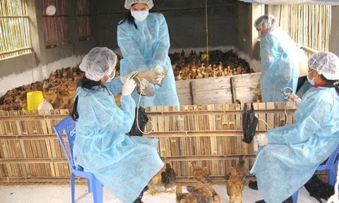 Hưng Yên: Ngăn chặn nguy cơ dịch bệnh bùng phát trên đàn gia súc, gia cầm