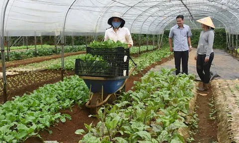 Hưng Yên: Kinh tế tập thể phát huy vai trò nòng cốt trong xây dựng nông thôn mới