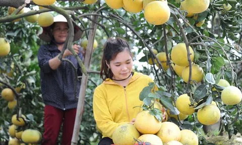 Hòa Bình hỗ trợ nông dân tiêu thụ hết sản phẩm cây ăn quả có múi