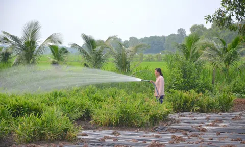 Triển khai ứng phó hạn, mặn mùa khô 2021 – 2022 tại Trà Vinh