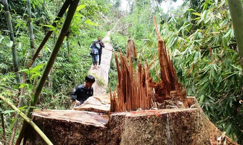 Kiên Giang: Xử lý nghiêm hành vi phá rừng và lấn chiếm đất rừng