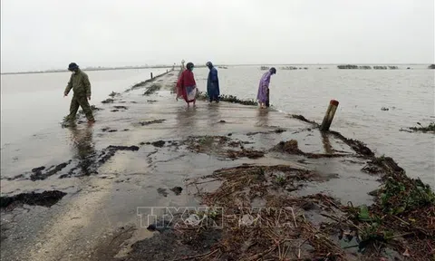 Thừa Thiên – Huế: Gần 450 ha lúa Đông Xuân có nguy cơ trễ vụ