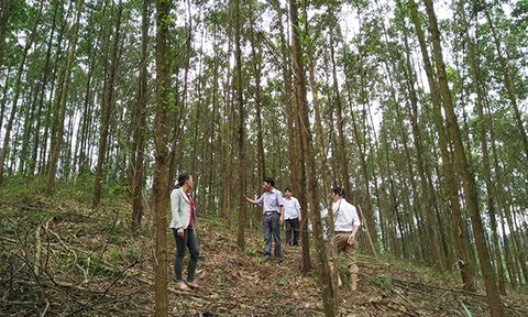 Bắc Giang: Khuyến khích đầu tư trồng rừng thâm canh gỗ lớn