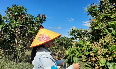 Mùa hoa đào lộn hột ở Gia Lai