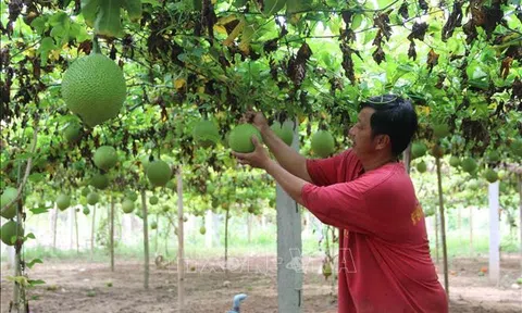 Trà Vinh: Năm 2022 chuyển 1.400 ha sang cây trồng hiệu quả cao