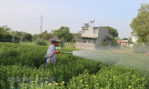 Bà Rịa-Vũng Tàu: Thấp thỏm vụ hoa Tết