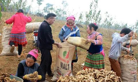 Cây gừng giúp xóa đói giảm nghèo cho người dân vùng cao Hà Giang