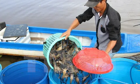 Bạc Liêu: Tiếp tục phát triển các cơ sở sản xuất tôm giống chất lượng cao