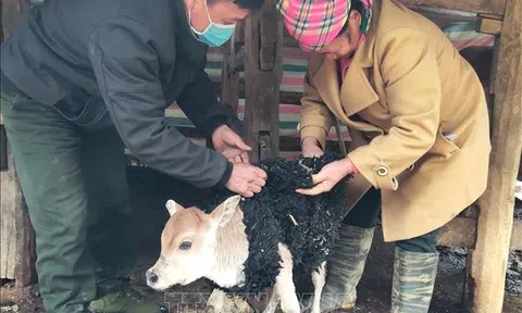 Bảo vệ đàn gia súc trước thời tiết giá lạnh