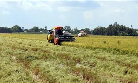 Giá lúa xu hướng tăng, nông dân Kiên Giang bớt lo