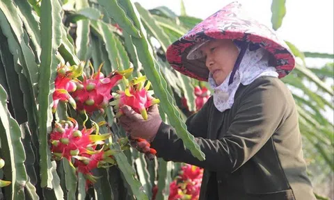 Long An: Tăng chất lượng, mở rộng thị trường mới cho nông sản xuất khẩu