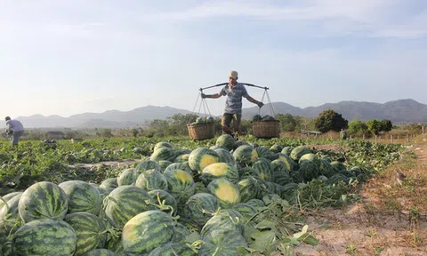Vụ “dưa đắng” với nông dân Gia Lai
